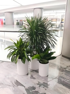 绝妙前湾花卉出租设计，营造梦幻花卉世界